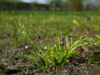 Poa infirma 8, Vroeg beemdgras, Saxifraga-Ed Stikvoort