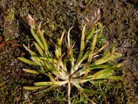 Poa infirma 9, Vroeg beemdgras, Saxifraga-Ed Stikvoort