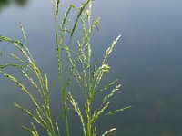 Poa palustris, Swamp Meadow-grass