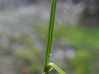 Poa palustris 3, Moerasbeemdgras, Saxifraga-Rutger Barendse