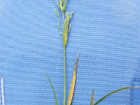 Poa pratensis ssp latifolia 12, Saxifraga-Rutger Barendse