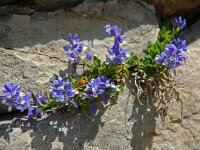 Polygala calcarea 1, Saxifraga-Willem van Kruijsbergen