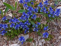 Polygala calcarea 4, Saxifraga-Willem van Kruijsbergen