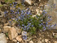 Polygala calcarea 5, Saxifraga-Willem van Kruijsbergen
