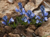 Polygala calcarea 9, Saxifraga-Willem van Kruijsbergen