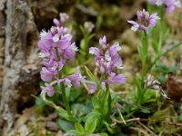 Polygala nicaeensis ssp mediterranea 2, Saxifraga-Willem van Kruijsbergen