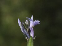 Polygala venulosa 2, Saxifraga-Jan van der Straaten
