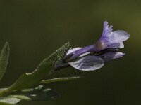Polygala venulosa 4, Saxifraga-Willem van Kruijsbergen