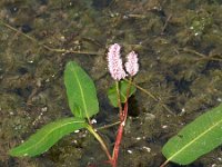 Polygonum amphibium, Willow Grass