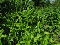 Polygonum hydropiper 1, Waterpeper, Saxifraga-Rutger Barendse