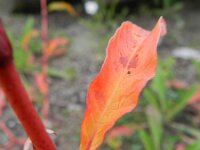 Polygonum lapathifolium 10, Beklierde duizendknoop, Saxifraga-Rutger Barendse