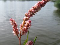 Polygonum lapathifolium 4, Beklierde duizendknoop, Saxifraga-Rutger Barendse