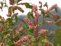 Polygonum persicaria 6, Perzikkruid, Saxifraga-Rudmer Zwerver