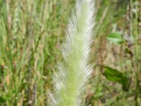 Polypogon maritimus 14, Saxifraga-Rutger Barendse