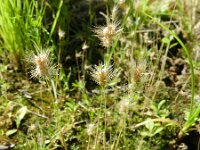 Polypogon maritimus 15, Saxifraga-Rutger Barendse