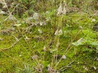 Polypogon maritimus 2, Saxifraga-Rutger Barendse