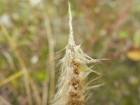Polypogon maritimus 3, Saxifraga-Rutger Barendse