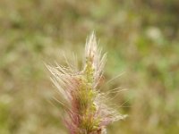 Polypogon maritimus 5, Saxifraga-Rutger Barendse