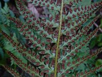 Polystichum aculeatum 21, Stijve naaldvaren, Saxifraga-Ed Stikvoort