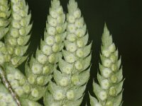 Polystichum aculeatum 4, Stijve naaldvaren, Saxifraga-Peter Meininger