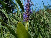Pontederia cordata 3, Moerashyacint, Saxifraga-Ed Stikvoort
