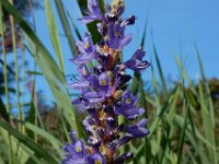 Pontederia cordata 4, Moerashyacint, Saxifraga-Ed Stikvoort