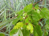 Populus deltoides 3, Amerikaanse populier, Saxifraga-Rutger Barendse
