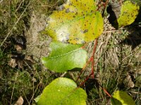 Populus deltoides 4, Amerikaanse populier, Saxifraga-Rutger Barendse