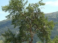 Populus tremula 3, Ratelpopulier, Saxifraga-Marijke Verhagen