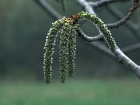 Populus tremula 5, Ratelpopulier, Saxifraga-Jan van der Straaten