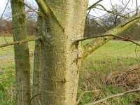 Populus tremula 6, Ratelpopulier, Saxifraga-Rutger Barendse