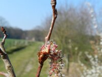 Populus tremula 7, Ratelpopulier, Saxifraga-Rutger Barendse