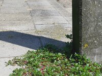 Portulaca oleracea 11, Postelein, Saxifraga-Jelle van Dijk