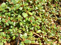 Portulaca oleracea 19, Postelein, Saxifraga-Hans Grotenhuis
