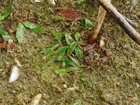 Potamogeton gramineus 7, Ongelijkbladig fonteinkruid, Saxifraga-Hans Grotenhuis