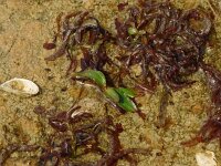 Potamogeton gramineus 8, Ongelijkbladig fonteinkruid, Saxifraga-Hans Grotenhuis