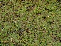 Potamogeton natans 1, Drijvend fonteinkruid, Saxifraga-Hans Dekker