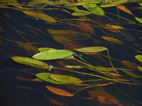 Potamogeton natans 17, Drijvend fonteinkruid, Saxifraga-Ed Stikvoort
