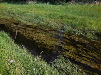 Potamogeton natans 19, Drijvend fonteinkruid, Saxifraga-Ed Stikvoort