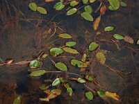 Potamogeton natans 2, Drijvend fonteinkruid, Saxifraga-Willem van Kruijsbergen