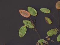 Potamogeton natans 8, Drijvend fonteinkruid, Saxifraga-Peter Meininger