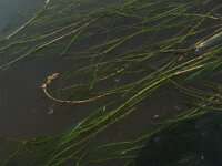 Potamogeton pectinatus, Fennel-Leaved Pondweed