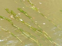 Potamogeton perfoliatus 6, Doorgroeid fonteinkruid, Saxifraga-Rutger Barendse