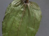 Potamogeton perfoliatus 4, Doorgroeid fonteinkruid, Saxifraga-Peter Meininger