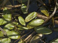 Potamogeton polygonifolius 1, Duizendknoopfonteinkruid, Saxifraga-Jan van der Straaten