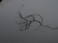 Potamogeton trichoides, Hair-like Pondweed