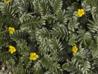 Potentilla anserina 1, Zilverschoon, Saxifraga-Marijke Verhagen