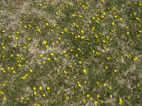 Potentilla anserina 11, Zilverschoon, Saxifraga-Jan van der Straaten