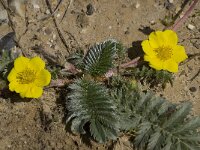 Potentilla anserina 12, Zilverschoon, Saxifraga-Willem van Kruijsbergen