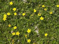 Potentilla anserina 14, Zilverschoon, Saxifraga-Jan van der Straaten
